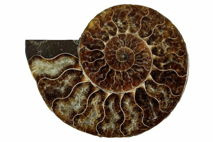 Cut & Polished Ammonite Fossil (Half) - Madagascar #344425